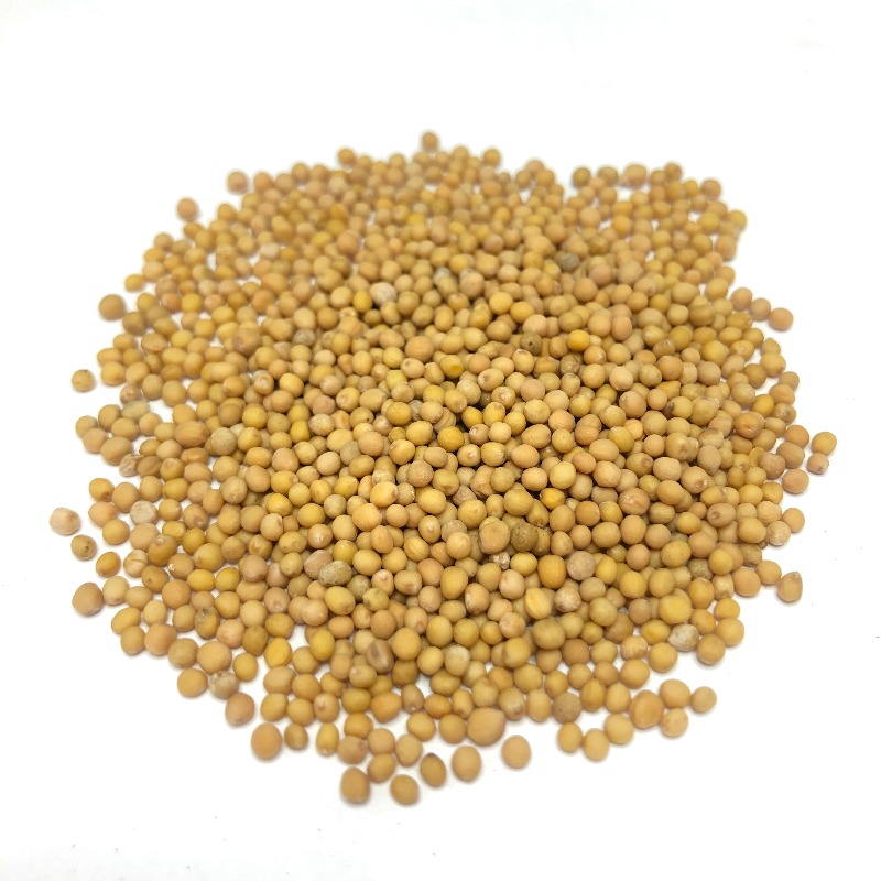 Mustard seeds yellow